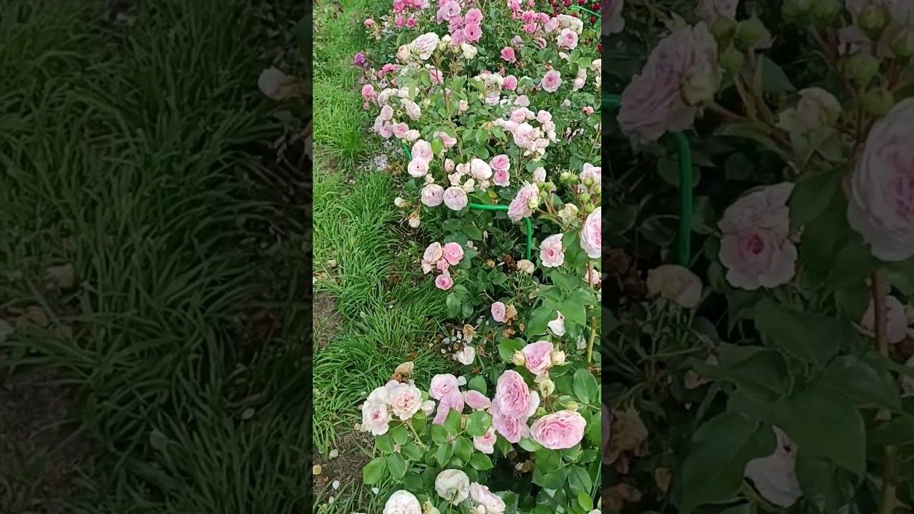 Мария Терезия Mariatheresia Tantau Германия, 2003 Флорибунда (Floribunda) смотреть онлайн