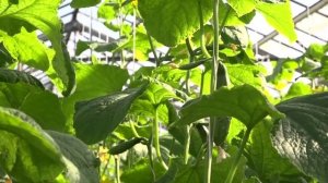 ЗЕРНО | Детям о сельском хозяйстве | Овощеводство