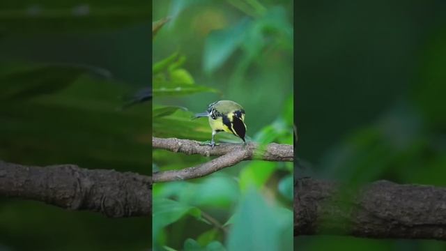 Keindahan burung gelatik Taiwan / yellow cheeked tit eating смотреть онлайн
