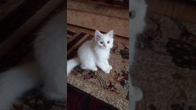 Короткая жизнь Снежка😪 смотреть онлайн