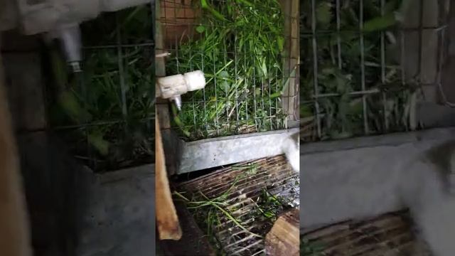 Эксперимент по кормлению резаной травой не удался смотреть онлайн