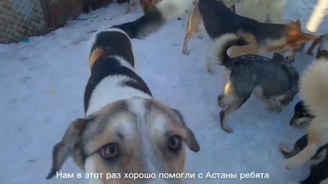"Дети Казахстана в мире без границ", социальный ролик "Мы в ответе за тех, кого приручили" смотреть онлайн