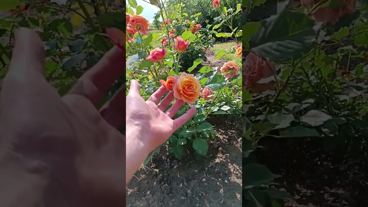 Ла Вилла Котта смотреть онлайн