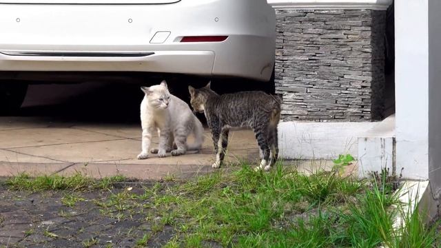 Коты делят территорию для отдыха смотреть онлайн