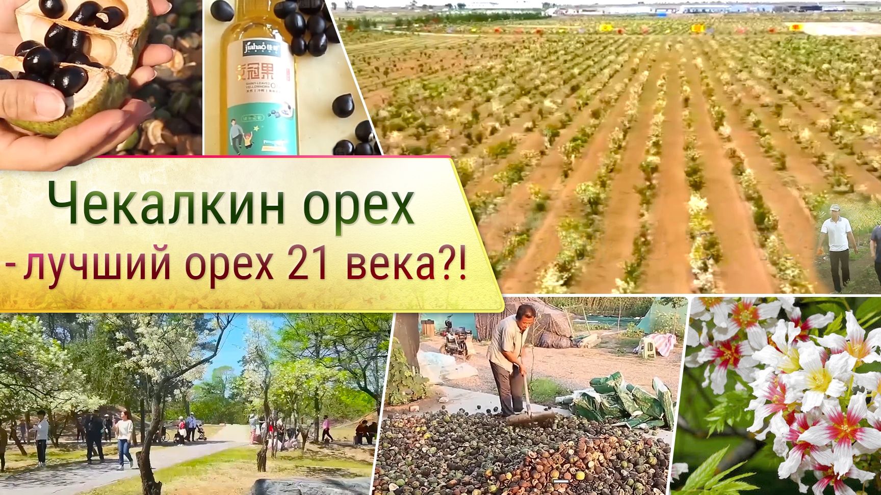 Чекалкин орех - лучший орех 21 века?!