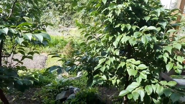 Муж рассмешил и поразил! Чем занимался без меня на даче? Я в шоке! смотреть онлайн