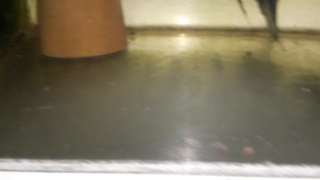 Сюрприз от скалярий, или всё зависит от производителей (АРХИВ). смотреть онлайн