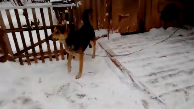 Мои петомцы в ДЕРЕВНЕ!...