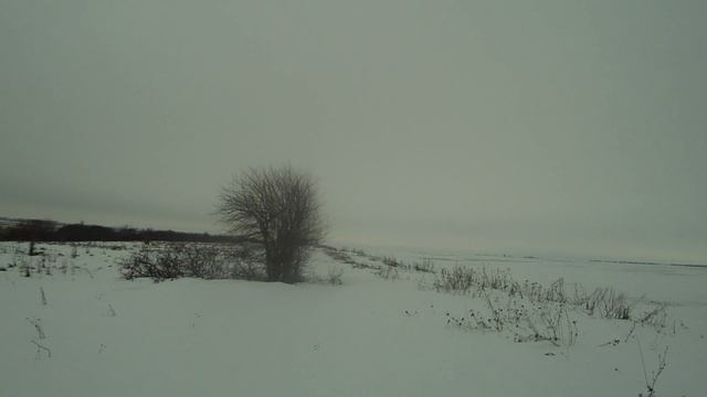 охота на зайца 13 01 2025. Первый заяц 2025 г.
