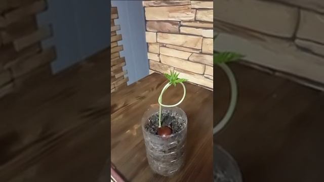 Как вырастить каштан из ореха? смотреть онлайн