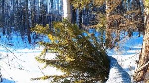 Витаминный чай из ёлки