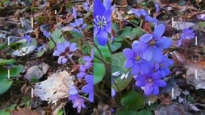 Весеннее настроение