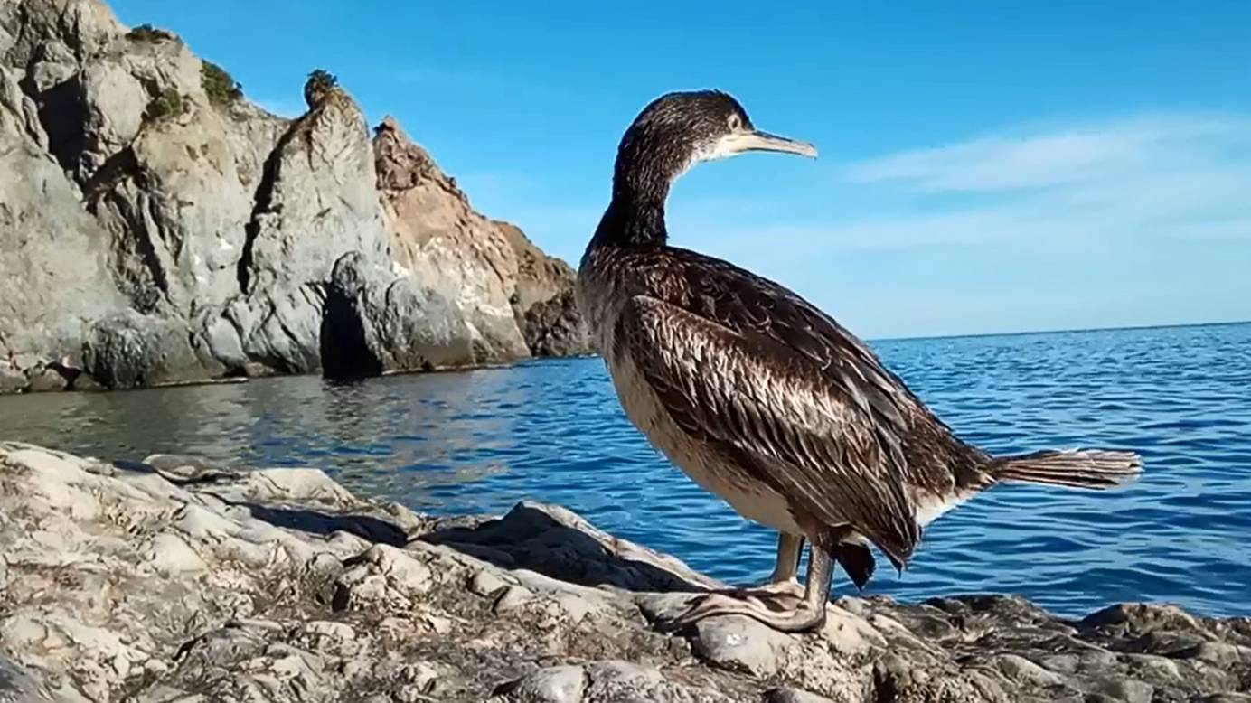 Отдых рыбака (Баклан)