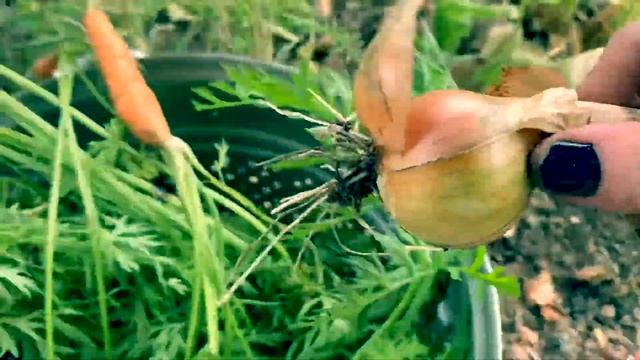 Fresh Nova Scotian Hodgepodge from Victory Garden | Easy Filling Vegetarian Meal | HWY1 Homestead смотреть онлайн