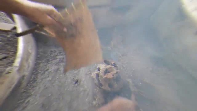 Pembuatan Arang Sekam Mudah смотреть онлайн