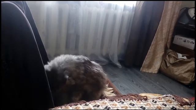 когда блохи перешли на крайние меры... смотреть онлайн
