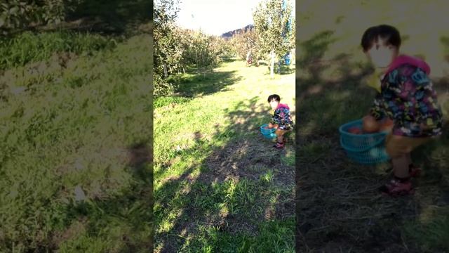 Aichanel. Nov.25,2018. Apple tree farm. смотреть онлайн