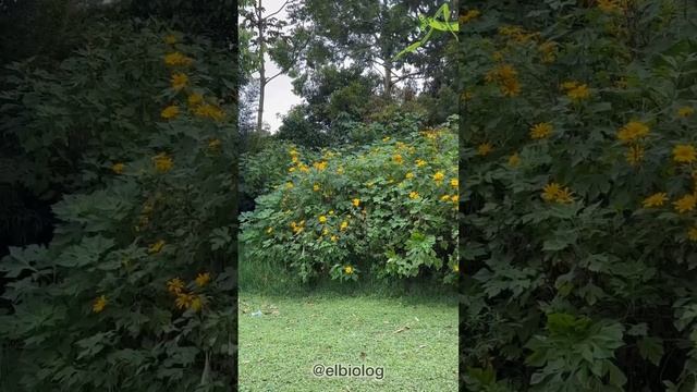 Buscando una Mantis Religiosa Dia 11🐲! смотреть онлайн