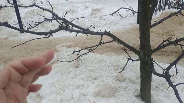 Разреженно- ярусная крона смотреть онлайн