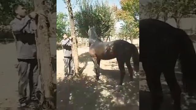 Резвая. Кашкача #таджикистан смотреть онлайн