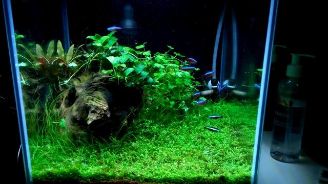 Aquael shrimp set 30 смотреть онлайн