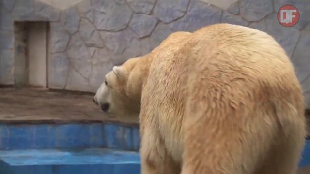 FOCA PERDEU E NÃO VIU A MORTE SE APROXIMAR. смотреть онлайн