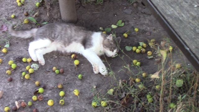 MVI_0429 смотреть онлайн