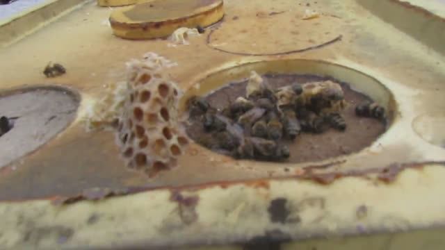 полный отказ от вощины и рамок из дерева - часть 19 , январь на пасеке 13.01.2025 смотреть онлайн