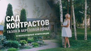 Сад контрастов. Газон в березовой роще и малоуходные композиции.