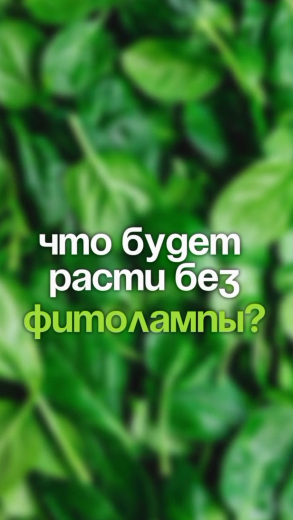 Что будет расти без фитолампы? смотреть онлайн