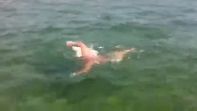 заплыв на 14 километров по феодосийкому заливу смотреть онлайн