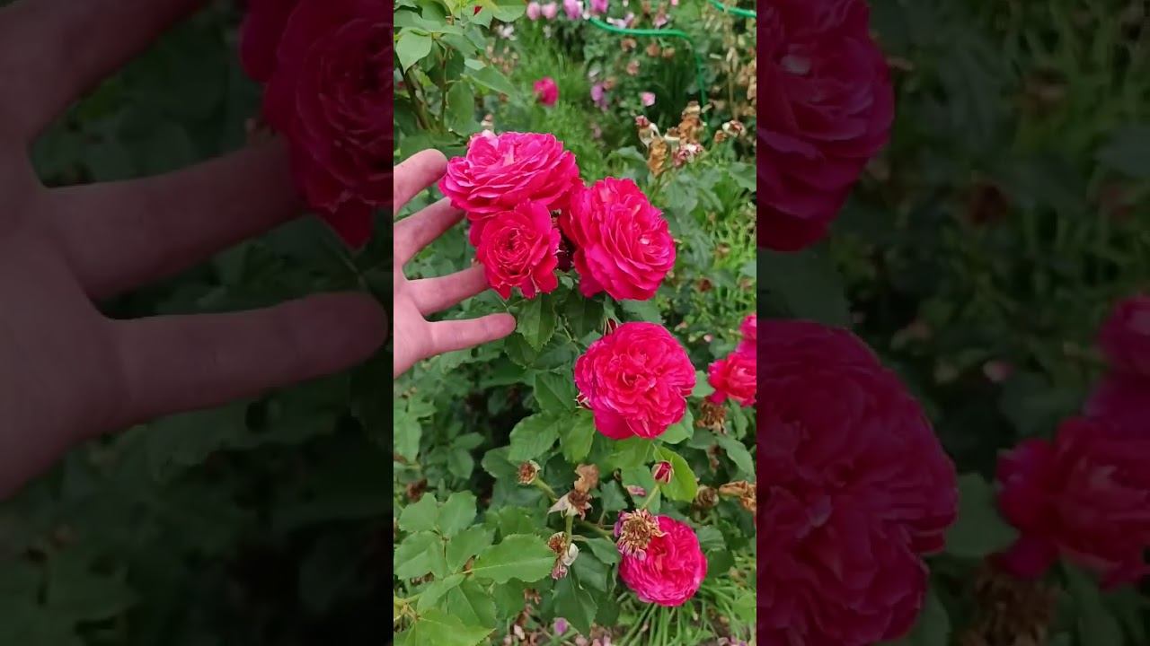 Рен Саммю ( Reine Sammut ) Massad Франция смотреть онлайн