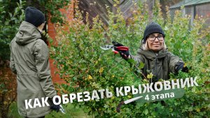 Обрезка крыжовника. 4 этапа.