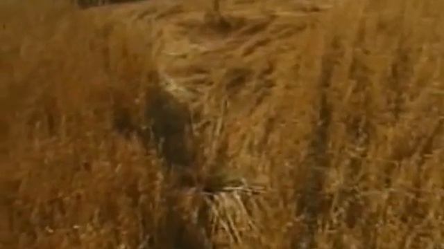 Круги на полях. смотреть онлайн