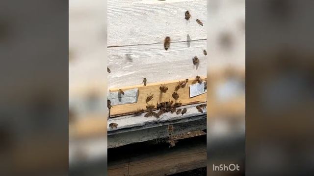 Пчелы понесли пыльцу. смотреть онлайн