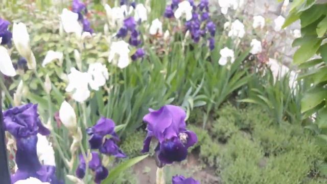 ЦВЕТЫ ВЕСНЫ 07 05 2022г смотреть онлайн