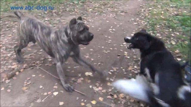 Кане-корсо Тор.