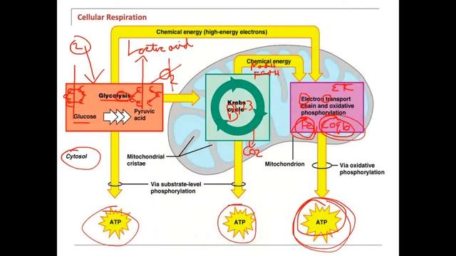 Muscles Cholesterol Medications impact on ATP смотреть онлайн