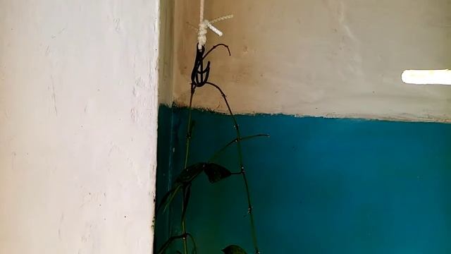 Хойа Лакуноза смотреть онлайн