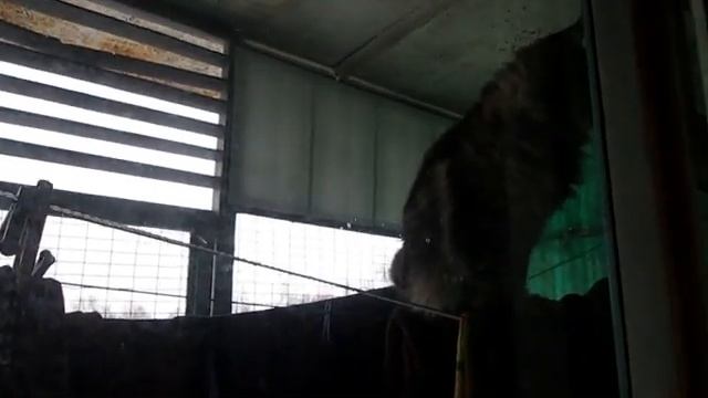 Мэйн кун Ева сушит бельё.