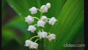 Я подарю тебе ландыши.