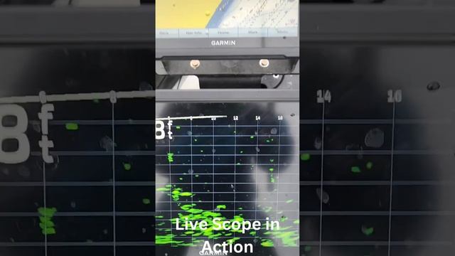 Garmin Live Scope in Action. Connecting with this Crappie! смотреть онлайн