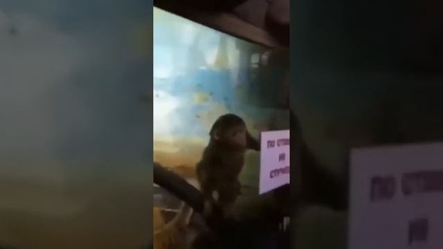 Обезьянка шалун смотреть онлайн