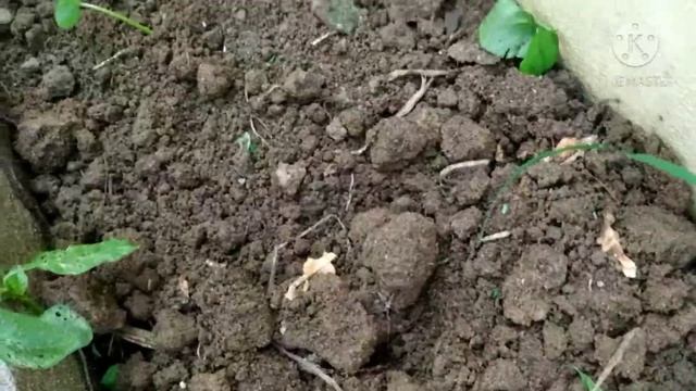 Organic | chaama dumpalu | harvest | perati mokkalu. смотреть онлайн