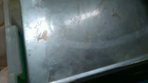 Техасский перепел или белый гигант (вес тушки390 ,грам)