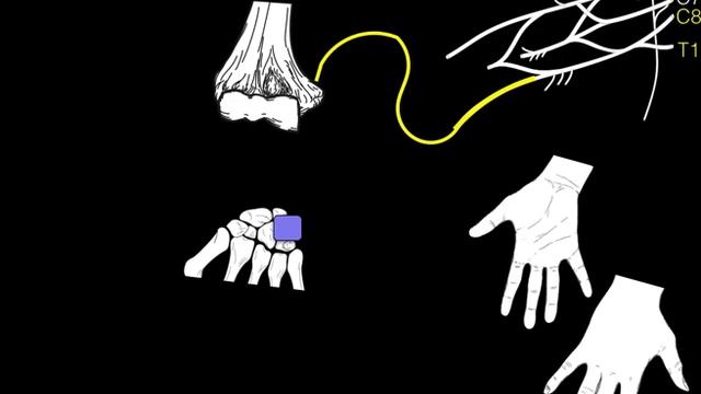Innervation of forearm and hand muscles смотреть онлайн