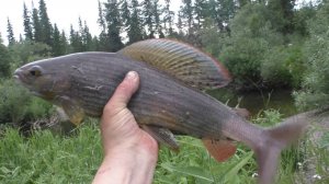 Охота и Рыбалка в ТАЙГЕ Хариус ЛОВИТСЯ КАЖДЫЙ ЗАБРОС рыба ЛЕНОК ТАЙМЕНЬ Сибирь Сухой пит 23  часть 2