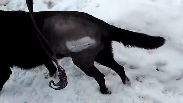 Куба dogsrepublik 2 смотреть онлайн