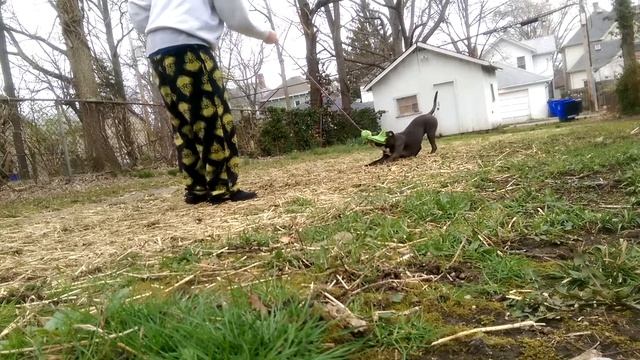 Doing Some Flirt Work Pit Bull смотреть онлайн