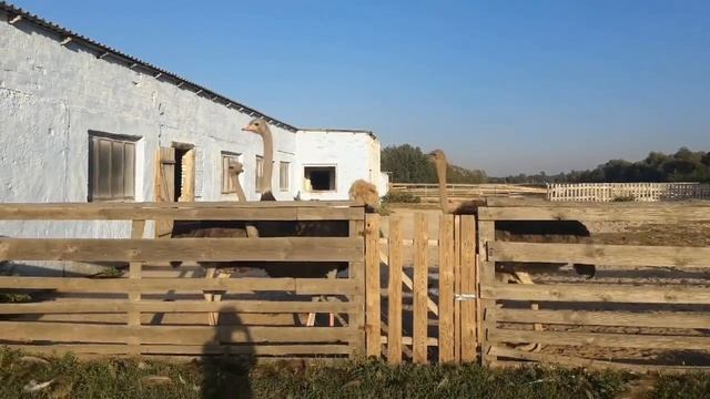 Подарок папы - поездка на страусиную ферму смотреть онлайн
